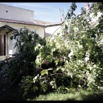 Rendre présentable le jardin (la jungle)