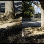 Ici il prennent visiblement soin de certains arbres... Une déformation spéciale de la grille pour une racine légèrement déterrée.