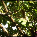 L'iguane du patio familial. Photo de Eugenia