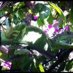 L'iguane du patio familial. Photo de Eugenia