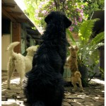 ... les chiens regardant l'iguane attentivement ...